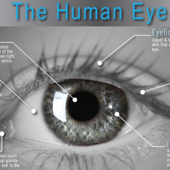 Eye Info-graphic